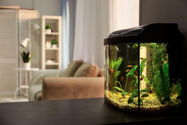 Quel éclairage choisir pour son aquarium ? 
